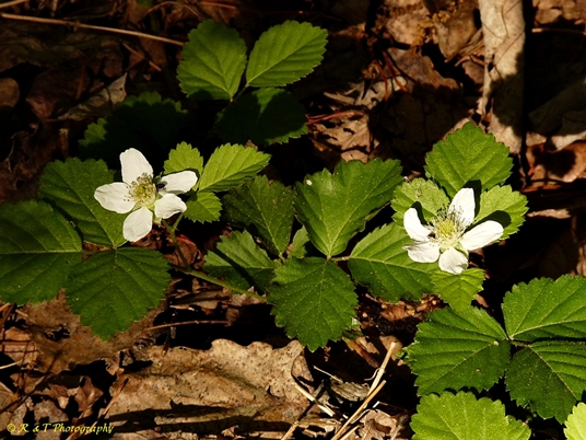 {Rubus flagellaris}